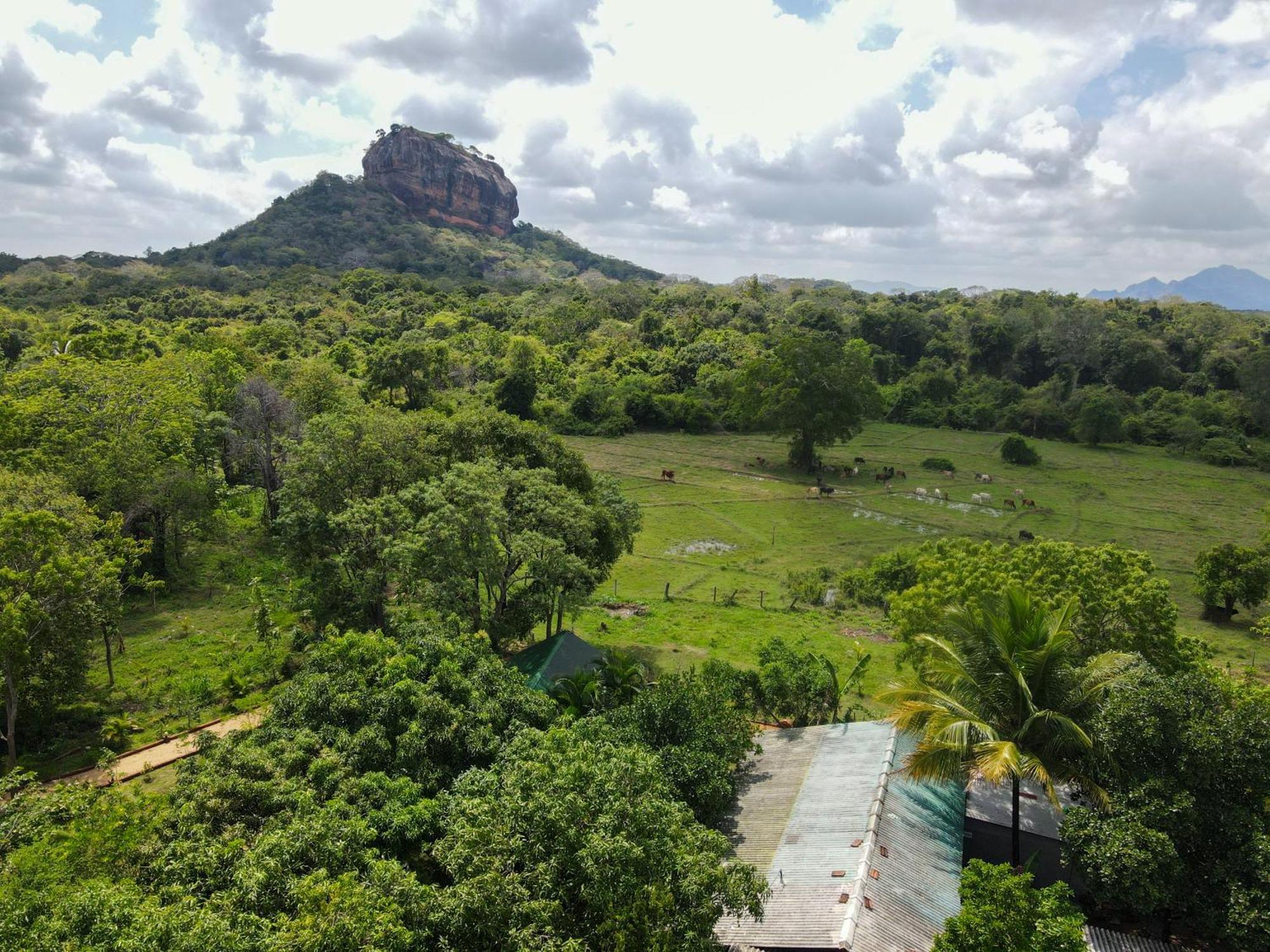 Sigiri Close-Up View Guest Sigiriya Eksteriør bilde